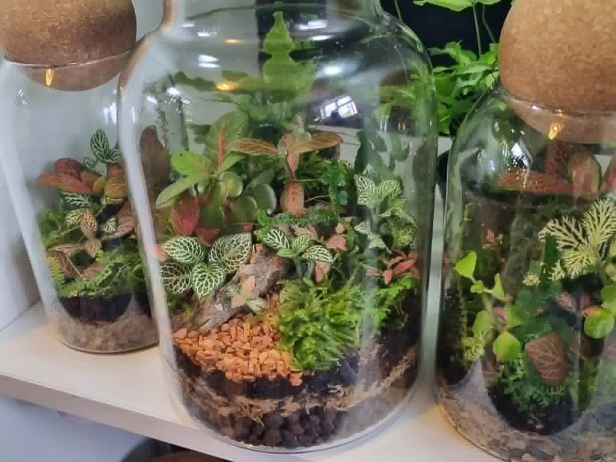 Tall glass terrariums displayed on a shelf